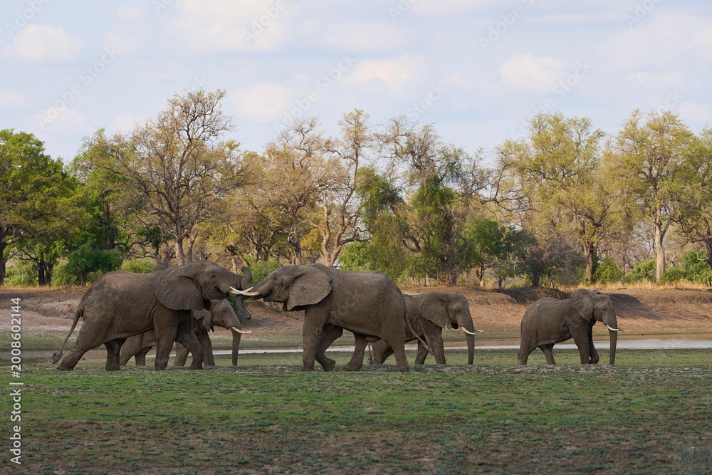 Obraz premium Group of large bull African Elephant (Loxodonta africana) foraging as they head towards the Luangwa River in South Luangwa National Park, Zambia