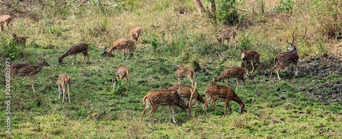 India, Karnataka, Indian Landscape, 02-March-2026, Animals in the National Park, deer in the grass