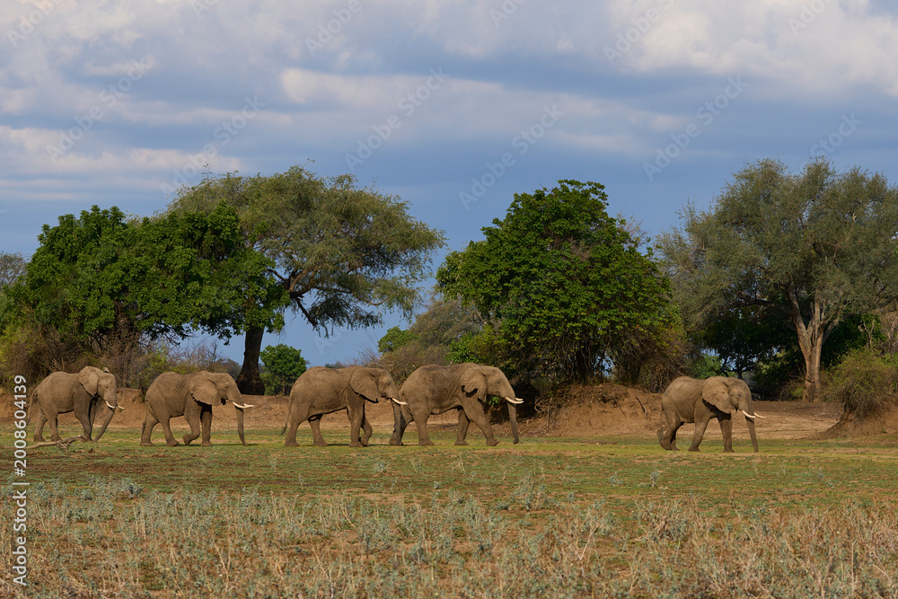 Obraz premium Group of large bull African Elephant (Loxodonta africana) foraging as they head towards the Luangwa River in South Luangwa National Park, Zambia