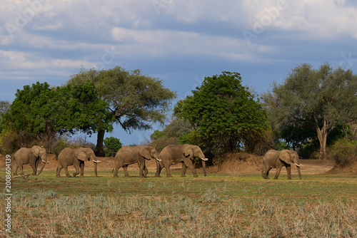 Group of large bull African Elephant (Loxodonta africana) foraging as they head towards the Luangwa River in South Luangwa National Park, Zambia