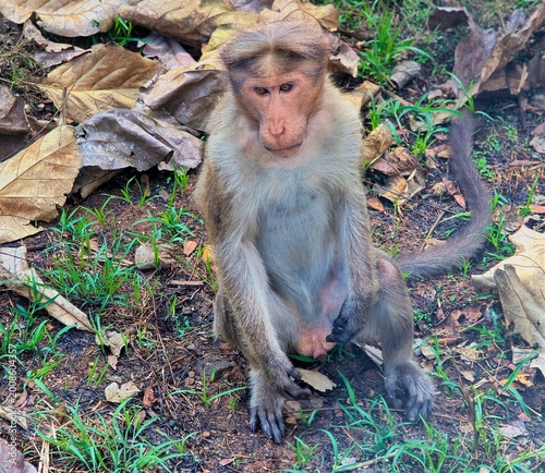 India, Karnataka, Indian Landscape, 02-March-2026, Animals in the National Park, ape
