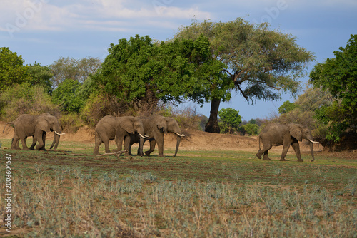 Group of large bull African Elephant (Loxodonta africana) foraging as they head towards the Luangwa River in South Luangwa National Park, Zambia
