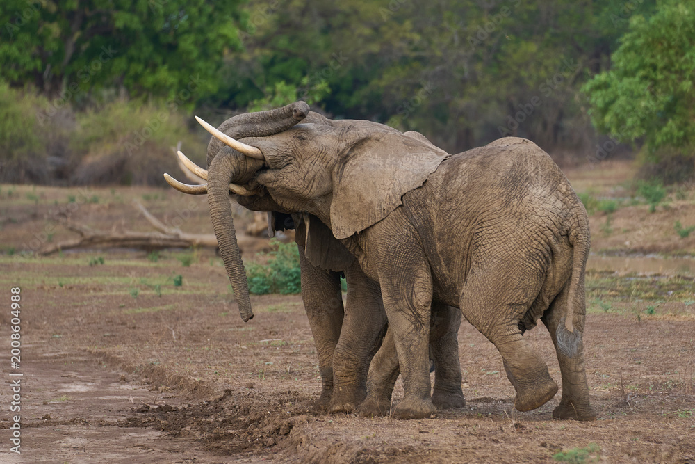 Fototapeta premium Bull African Elephants (Loxodonta africana) fighting in South Luangwa National Park, Zambia