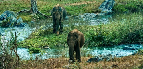 Photography India, Karnataka, Indian Landscape, 02-March-2026, Animals in the National Park,