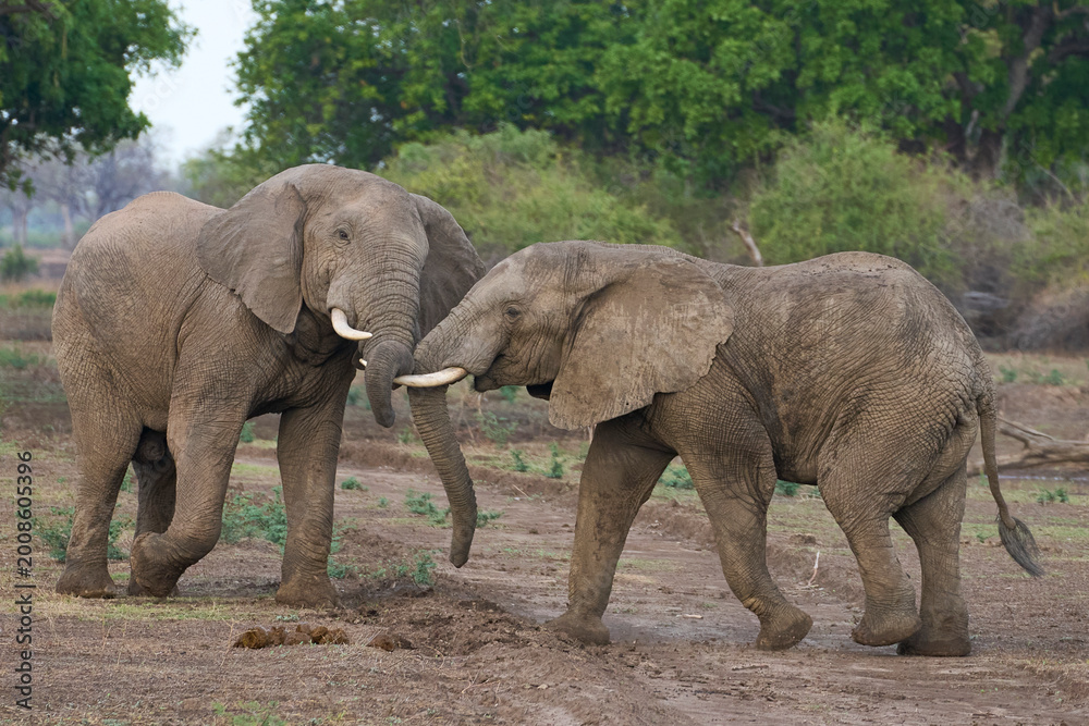 Fototapeta premium Bull African Elephants (Loxodonta africana) fighting in South Luangwa National Park, Zambia