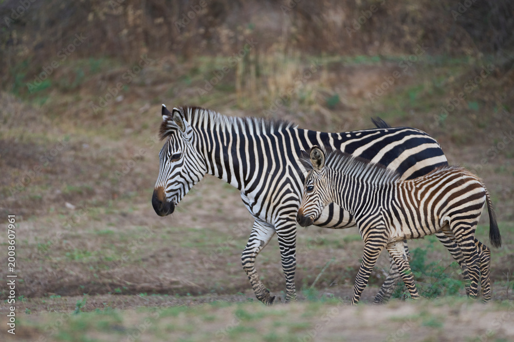 Naklejka premium Crawshay's zebra (Equus quagga crawshayi) crossing a mud and water filled gully in South Luangwa National Park, Zambia