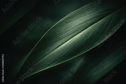 Gentle leaf patterns with water accents , generated, AI