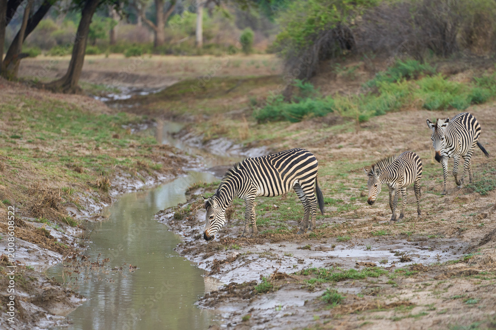 Naklejka premium Crawshay's zebra (Equus quagga crawshayi) crossing a mud and water filled gully in South Luangwa National Park, Zambia