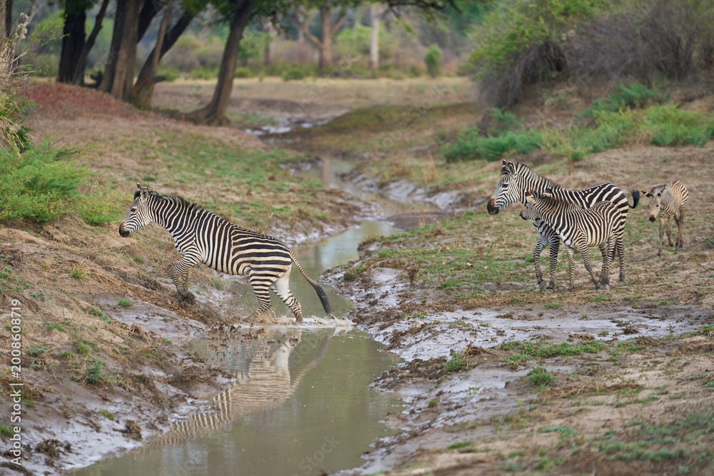 Obraz premium Crawshay's zebra (Equus quagga crawshayi) crossing a mud and water filled gully in South Luangwa National Park, Zambia