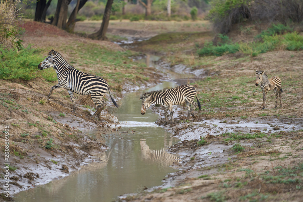 Fototapeta premium Crawshay's zebra (Equus quagga crawshayi) crossing a mud and water filled gully in South Luangwa National Park, Zambia