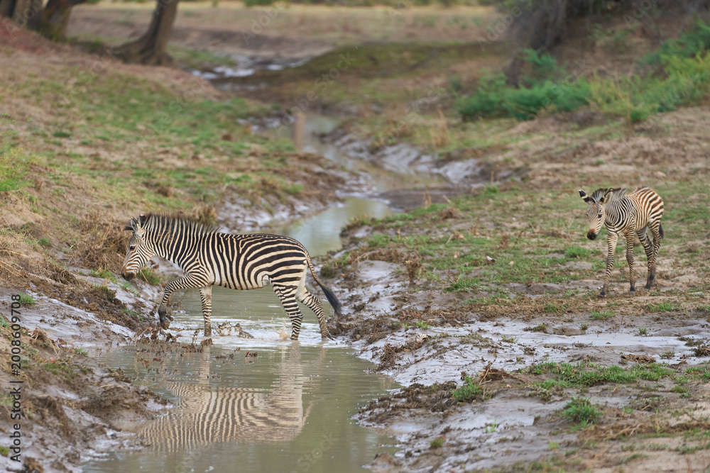 Naklejka premium Crawshay's zebra (Equus quagga crawshayi) crossing a mud and water filled gully in South Luangwa National Park, Zambia