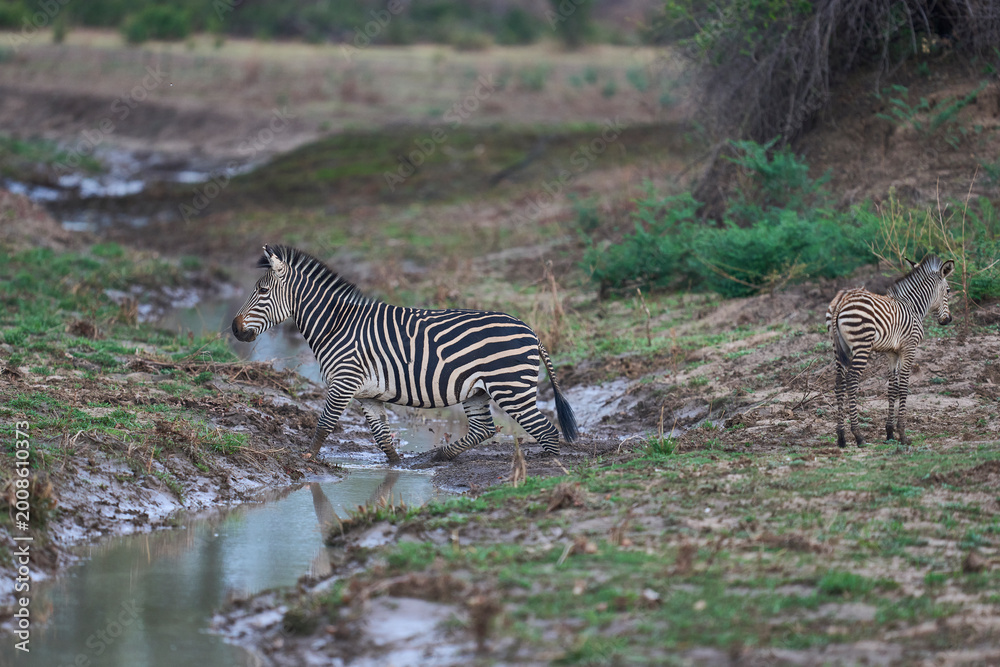 Fototapeta premium Crawshay's zebra (Equus quagga crawshayi) crossing a mud and water filled gully in South Luangwa National Park, Zambia