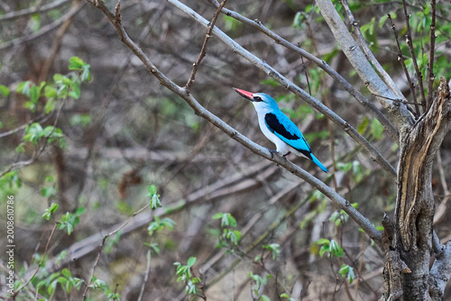 Photography Woodland Kingfisher (Halcyon senegalensis) in South Luangwa National Park, Zambi