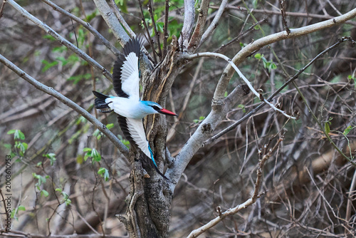 Canvas Print Woodland Kingfisher (Halcyon senegalensis) in South Luangwa National Park, Zambi