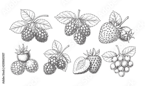 Hand drawn of various berries and fruits a white berry strawberry raspberry blackberry