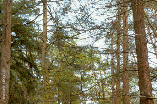Tall trees create a dense canopy in a peaceful forest during the afternoon light