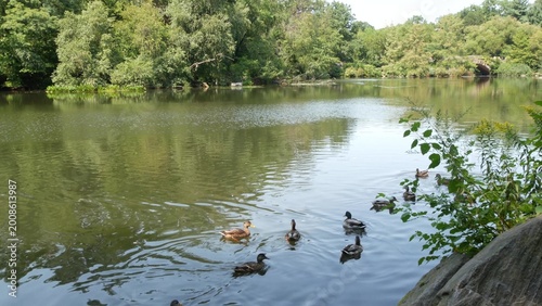 Obraz na płótnie New York City Central Park nature oasis in Manhattan