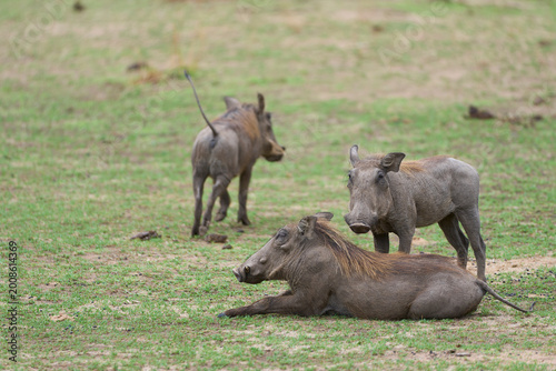Group of Warthog (Phacochoerus aethiopicus) on a grassy plain in South Luangwa National Park, Zambia