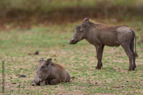 Group of Warthog (Phacochoerus aethiopicus) on a grassy plain in South Luangwa National Park, Zambia