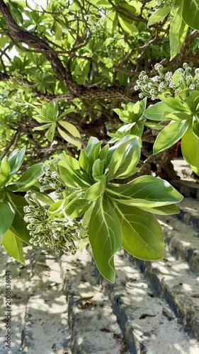 Lush Green Octopus Bush Foliage and Small White Flowers in Sunlight