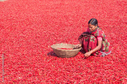 Young Indian woman working on Red Chili pepper.