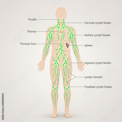 Human lymphatic system diagram with labeled body parts
