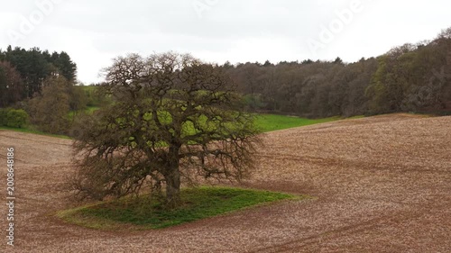 Old oak tree with dense twisted branches in harvested field with green grass patch near forest edge. Rolling farmland hills with dry crop texture under grey cloudy sky forming natural contrast tones
