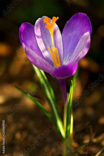 Tableau sur toile Crocus (Crocus vernus)