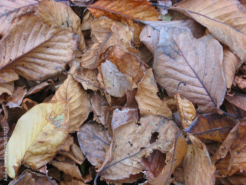 Pile of dried leaves on the ground with brown tones in autumn