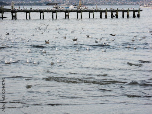 Seagulls and Ocean Gulls sitting on the sea near the shore at Short Beach, Sandy Bay,