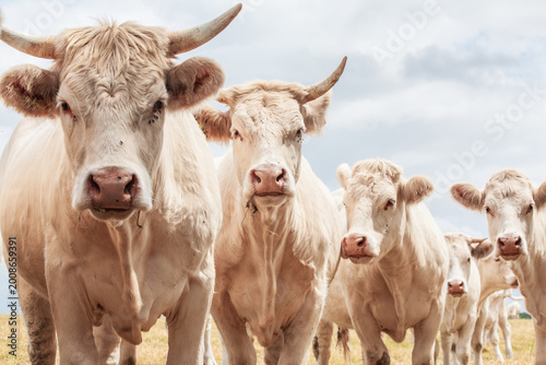 Blonde d'Aquitaine cows standing in the meadow - France