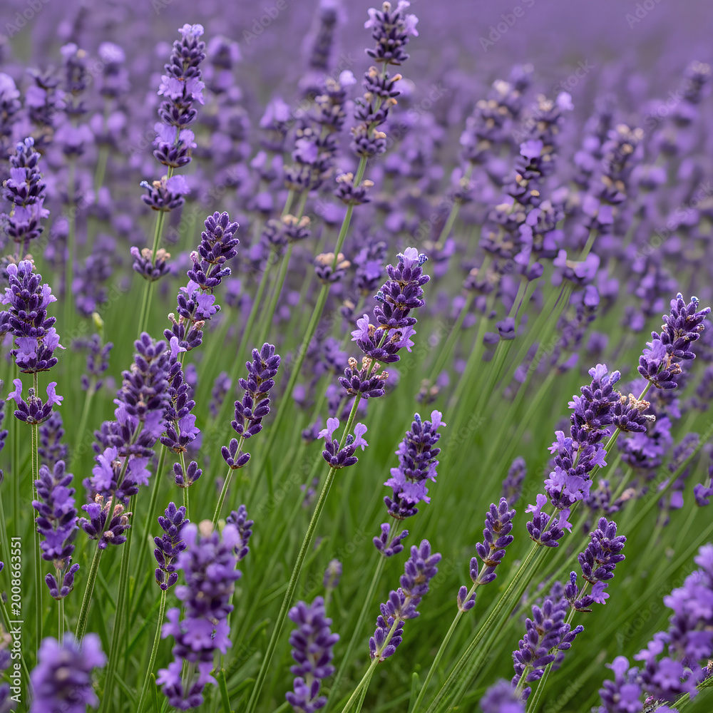 Obraz premium Lavender Field in Full Bloom A Vibrant Purple Display.
