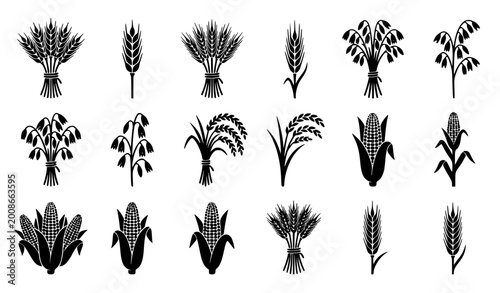 Cuadro en lienzo Wheat and grain silhouette set with cereal plant bundles organic farm harvest ve