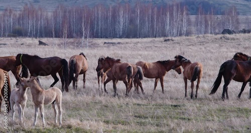 In this gentle video, watch as a group of domestic horses grazes leisurely. The soft rustle of grass and the calm demeanor of the horses create a soothing outdoor atmosphere.