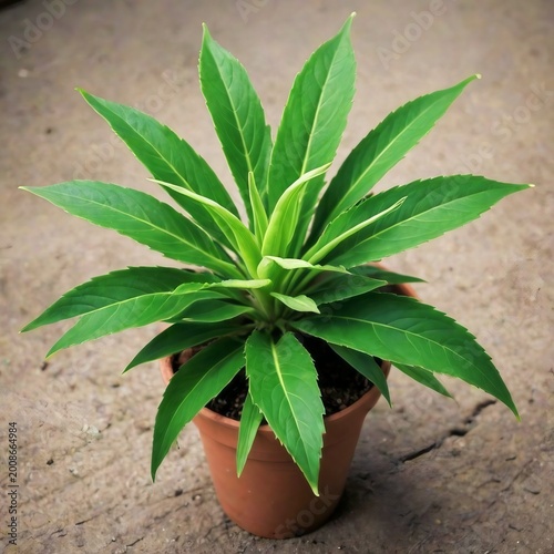 aloe vera plant