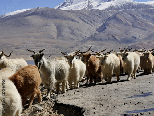 Rural scene in Ladakh, with traditional pastoralism : cashmere pashmina goats by the road in the mountains of Himalayas. Changhtangi goats 