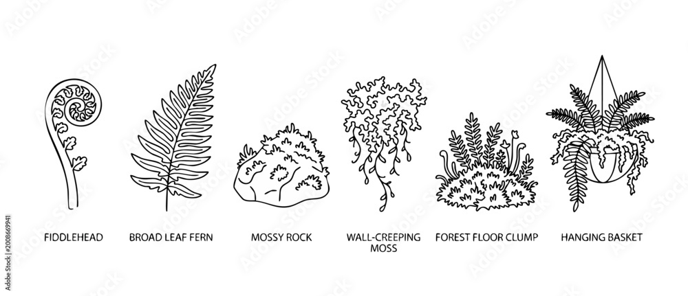 Obraz premium Fern Plant Collection Set Line Art Illustrations, Fiddlehead, Broad Leaf Fern, Mossy Rock, Hanging Basket and Forest Floor Clump for Botanical Graphic Design Projects, Black and White Minimalist Icons