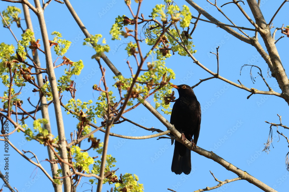 Fototapeta premium The common blackbird (Turdus merula) bird
