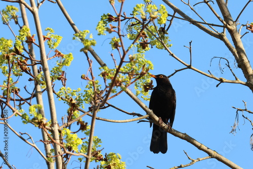 The common blackbird (Turdus merula) bird