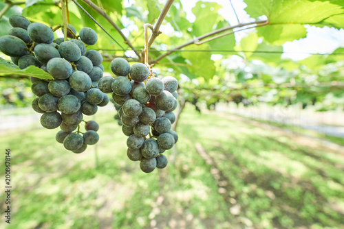 Bild auf Leinwand This collection highlights organic Campbell Early and Shine Muscat grapes growing in a sunlit, eco-friendly greenhouse