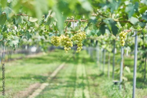 This collection highlights organic Campbell Early and Shine Muscat grapes growing in a sunlit, eco-friendly greenhouse. The images showcase sustainable farming and fresh, premium summer fruits.