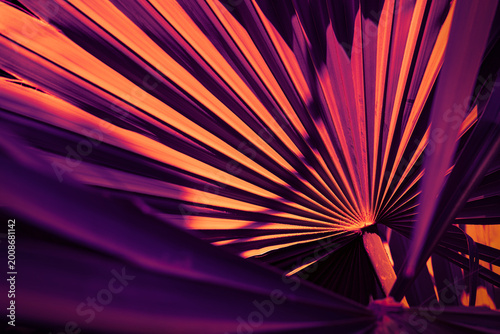 Abstract of Palm leaves with dramatic purple and orange lighting, Creative moody tropical foliage pattern with sophisticated neon tones.