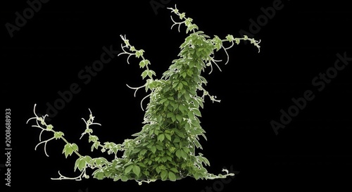 A lush green climbing vine with five-lobed leaves and thin tendrils, isolated against a solid black background, for easy compositing