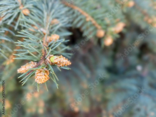 Blue Spruce Branch Spring Buds Silver Needles Macro Conifer Forest Botanical Nature Elegant Background
