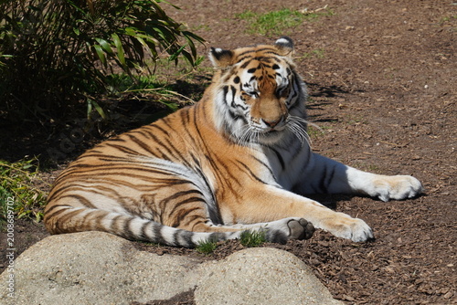 Amur tiger