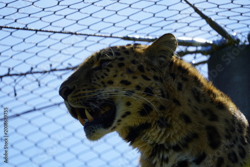 Amur leopard