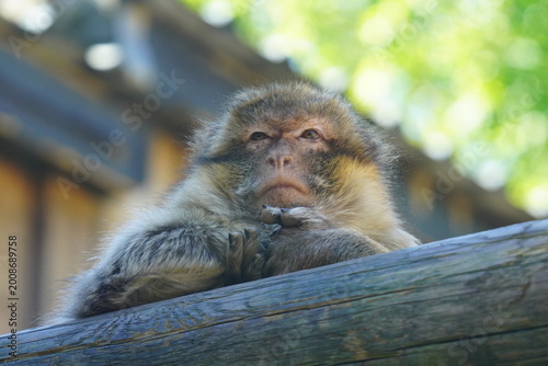 Barbary macaque