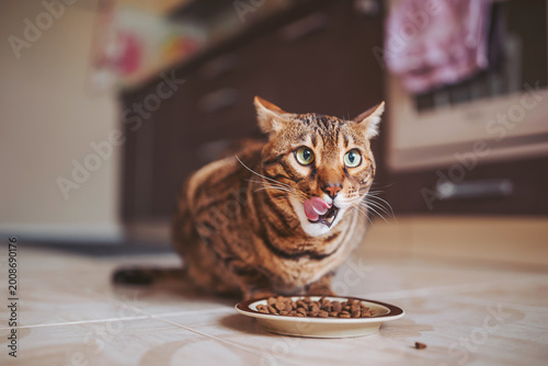 A Bengal cat sits on the floor in a home kitchen, happily eating from a bowl of food. The space has light coming in and kitchen items in the background