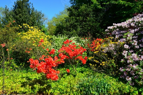 prächtige Blüten im Park
