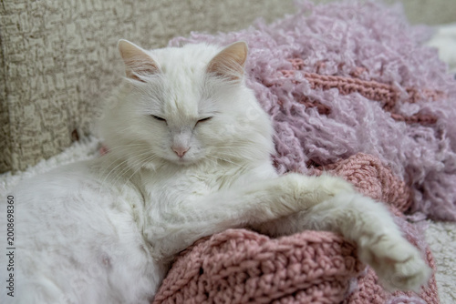 Quadro su tela White Turkish Angora cat lying on knitted fabric